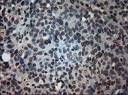 PROM2 Mouse anti-Human, Clone: OTI6B7, liquid, TrueMAB 100 &mu;L; Unconjugated:Antibodies,