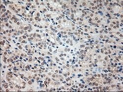 PROM2 Mouse anti-Human, Clone: OTI6B7, liquid, TrueMAB 100 &mu;L; Unconjugated:Antibodies,