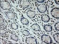PROM2 Mouse anti-Human, Clone: OTI6B7, liquid, TrueMAB 100 &mu;L; Unconjugated:Antibodies,
