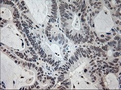 PROM2 Mouse anti-Human, Clone: OTI6B7, liquid, TrueMAB 100 &mu;L; Unconjugated:Antibodies,