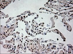 PROM2 Mouse anti-Human, Clone: OTI6B7, liquid, TrueMAB 100 &mu;L; Unconjugated:Antibodies,