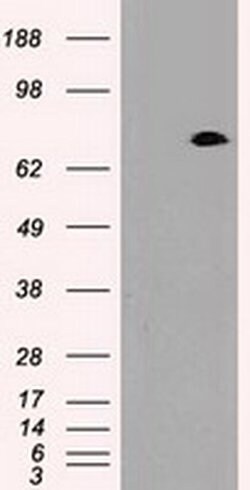 PROM2 Mouse anti-Human, Clone: OTI6B7, liquid, TrueMAB 100 &mu;L; Unconjugated:Antibodies,