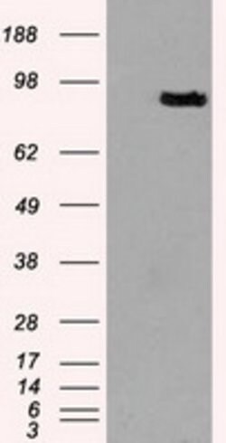 PROM2 Mouse anti-Human, Clone: OTI3D12, lyophilized, TrueMAB 100 &mu;g;