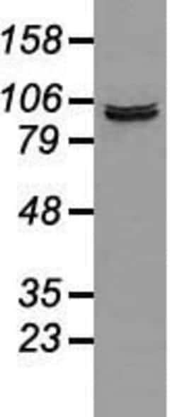 PROM2 Mouse anti-Human, Clone: OTI3D12, lyophilized, TrueMAB 100 &mu;g;