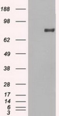 PROM2 Mouse anti-Human, Clone: OTI14D1, lyophilized, TrueMAB 100 &mu;g;