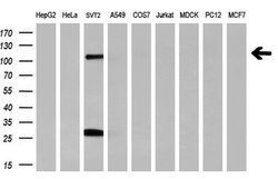 PROM2 Mouse anti-Human, Clone: OTI14D1, lyophilized, TrueMAB 100 &mu;g;