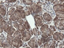 PROSC Mouse anti-Human, Clone: OTI3G7, lyophilized, TrueMAB 100 &mu;g;