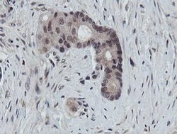 PROSC Mouse anti-Human, Clone: OTI3G7, lyophilized, TrueMAB 100 &mu;g;