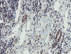 PROSC Mouse anti-Human, Clone: OTI3G7, lyophilized, TrueMAB 100 &mu;g;