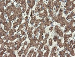 PROSC Mouse anti-Human, Clone: OTI3A6, lyophilized, TrueMAB 100 &mu;g;