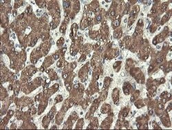 PROSC Monoclonal Antibody (OTI3A6), TrueMAB , OriGene 30 &mu;L; Unconjugated:Antibodies,