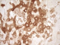 PROZ Mouse anti-Human, Clone: OTI4F1, lyophilized, TrueMAB 100 &mu;g; Unconjugated:Antibodies,