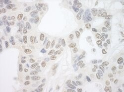 PRP6 Rabbit anti-Human, Mouse, Polyclonal, Bethyl Laboratories 100 &mu;l;