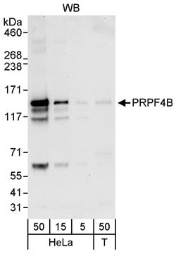 PRPF4B Rabbit anti-Human, Polyclonal, Bethyl Laboratories 100 &mu;L; Unconjugated:Antibodies,