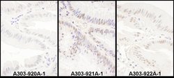 PRPF8 Rabbit anti-Human, Mouse, Polyclonal, Bethyl Laboratories 100 &mu;l;