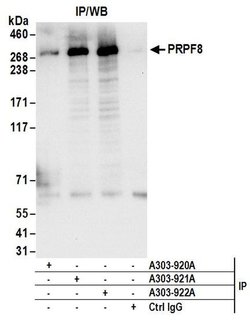 PRPF8 Rabbit anti-Human, Mouse, Polyclonal, Bethyl Laboratories 100 &mu;l;