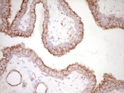 PRPH Monoclonal Antibody (OTI2D5), TrueMAB , OriGene 30 &mu;L | Buy Online | Origene Technologies | Fisher Scientific