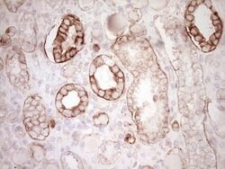 PRPH Monoclonal Antibody (OTI2D5), TrueMAB , OriGene 30 &mu;L | Buy Online | Origene Technologies | Fisher Scientific