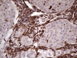 PRPH Mouse anti-Human, Clone: OTI1E10, lyophilized, TrueMAB 100 &mu;g;