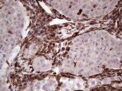 PRPH Monoclonal Antibody (OTI1E10), TrueMAB , OriGene:Antibodies:Primary