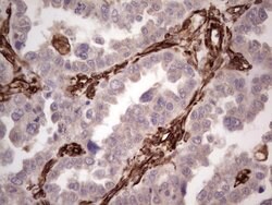 PRPH Mouse anti-Human, Clone: OTI1E10, lyophilized, TrueMAB 100 &mu;g;