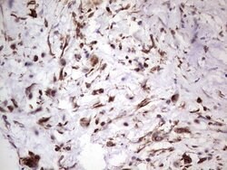 PRPH Mouse anti-Human, Clone: OTI1E10, lyophilized, TrueMAB 100 &mu;g;