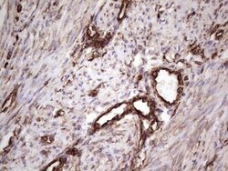 PRPH Mouse anti-Human, Clone: OTI1E10, lyophilized, TrueMAB 100 &mu;g;