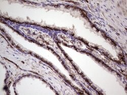 PRPH Mouse anti-Human, Clone: OTI1E10, lyophilized, TrueMAB 100 &mu;g;