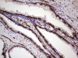 PRPH Monoclonal Antibody (OTI1E10), TrueMAB , OriGene 100 &mu;L; Unconjugated:Antibodies,