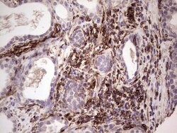 PRPH Mouse anti-Human, Clone: OTI1E10, lyophilized, TrueMAB 100 &mu;g;