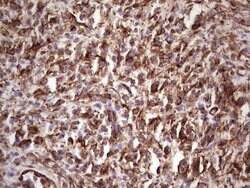 PRPH Mouse anti-Human, Clone: OTI1E10, lyophilized, TrueMAB 100 &mu;g;