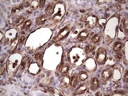 PRPH Mouse anti-Human, Clone: OTI1E10, lyophilized, TrueMAB 100 &mu;g;