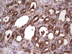 PRPH Monoclonal Antibody (OTI1E10), TrueMAB , OriGene 100 &mu;L; Unconjugated:Antibodies,
