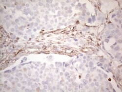 PRPH Mouse anti-Human, Clone: UMAB202, liquid, UltraMAB 100 &mu;L; Unconjugated:Antibodies,