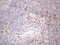 PRPH Mouse anti-Human, Clone: UMAB202, liquid, UltraMAB 100 &mu;L; Unconjugated:Antibodies,