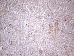 PRPH Mouse anti-Human, Clone: UMAB202, liquid, UltraMAB 100 &mu;L; Unconjugated:Antibodies,