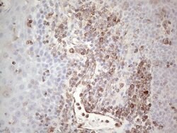 PRPH Mouse anti-Human, Clone: UMAB202, liquid, UltraMAB 100 &mu;L; Unconjugated:Antibodies,