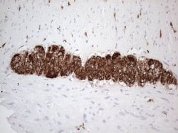 PRPH Mouse anti-Human, Clone: UMAB202, liquid, UltraMAB 100 &mu;L; Unconjugated:Antibodies,