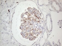 PRPH Mouse anti-Human, Clone: UMAB202, liquid, UltraMAB 100 &mu;L; Unconjugated:Antibodies,