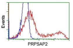 PRPSAP2 Monoclonal Antibody (OTI1E3), TrueMAB , OriGene:Antibodies:Primary