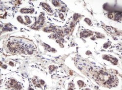 PRR11 Mouse anti-Human, Clone: OTI2A10, lyophilized, TrueMAB 100 &mu;g;