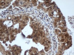 PRR11 Mouse anti-Human, Clone: OTI2A10, lyophilized, TrueMAB 100 &mu;g;