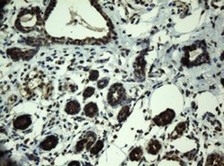 PRR11 Monoclonal Antibody (OTI5A8), TrueMAB , OriGene:Antibodies:Primary