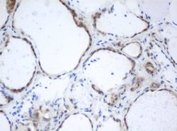 PRR11 Monoclonal Antibody (OTI3C8), TrueMAB , OriGene 100 &mu;L; Unconjugated:Antibodies,