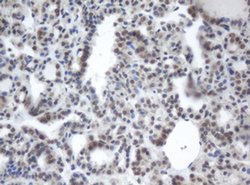 PRR11 Monoclonal Antibody (OTI3C8), TrueMAB , OriGene 100 &mu;L; Unconjugated:Antibodies,