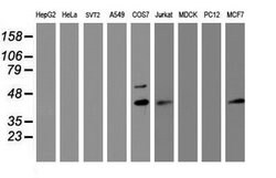 PRR11 Mouse anti-Human, Clone: OTI2A10, lyophilized, TrueMAB 100 &mu;g;