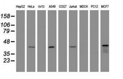PRR11 Monoclonal Antibody (OTI3C8), TrueMAB , OriGene 100 &mu;L; Unconjugated:Antibodies,