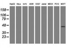 PRR11 Mouse anti-Human, Clone: OTI1C1, liquid, TrueMAB 100 &mu;L; Unconjugated:Antibodies,