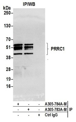 PRRC1 Polyclonal Antibody, Bethyl Laboratories 20 &mu;l; Unlabeled:Antibodies,