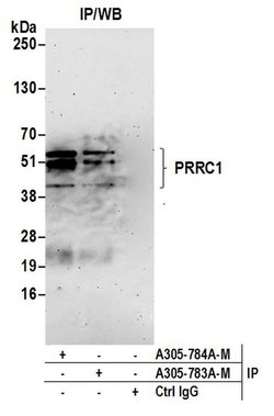 PRRC1 Polyclonal Antibody, Bethyl Laboratories:Antibodies:Primary Antibodies